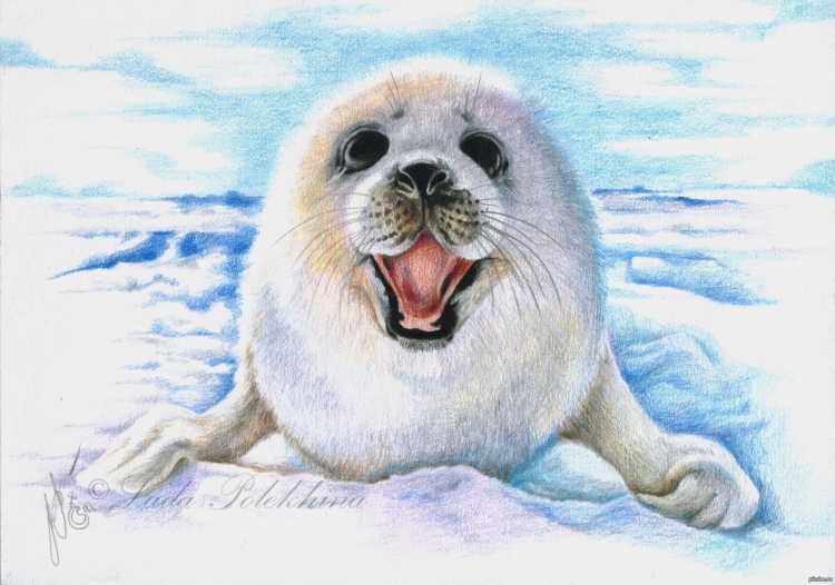 Белый медведь раскраска