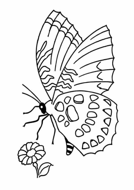 Стрекоза раскраска