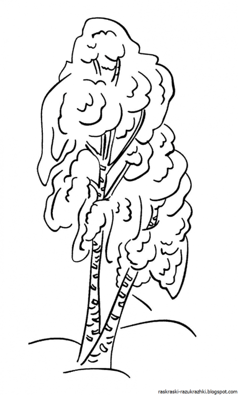 Очертания березы