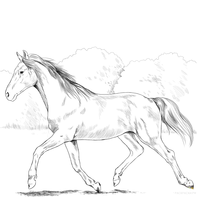 Раскраски Храбрая сердцем Ангус