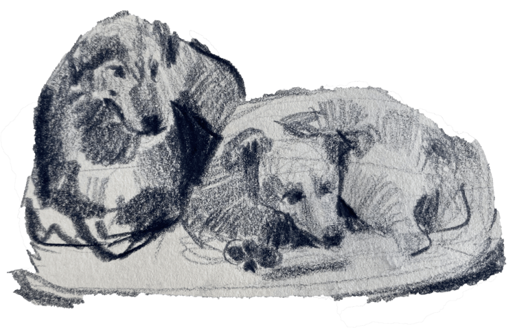 Бездомные собаки