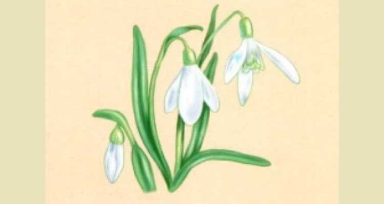 Подснежники раскраска для детей