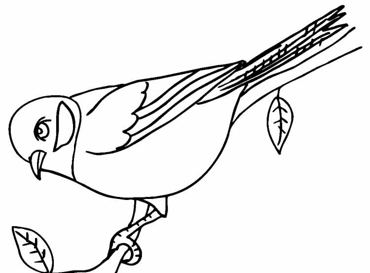 Разукрашка зимующие птицы синица