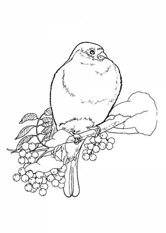 Снегирь на ветке раскраска
