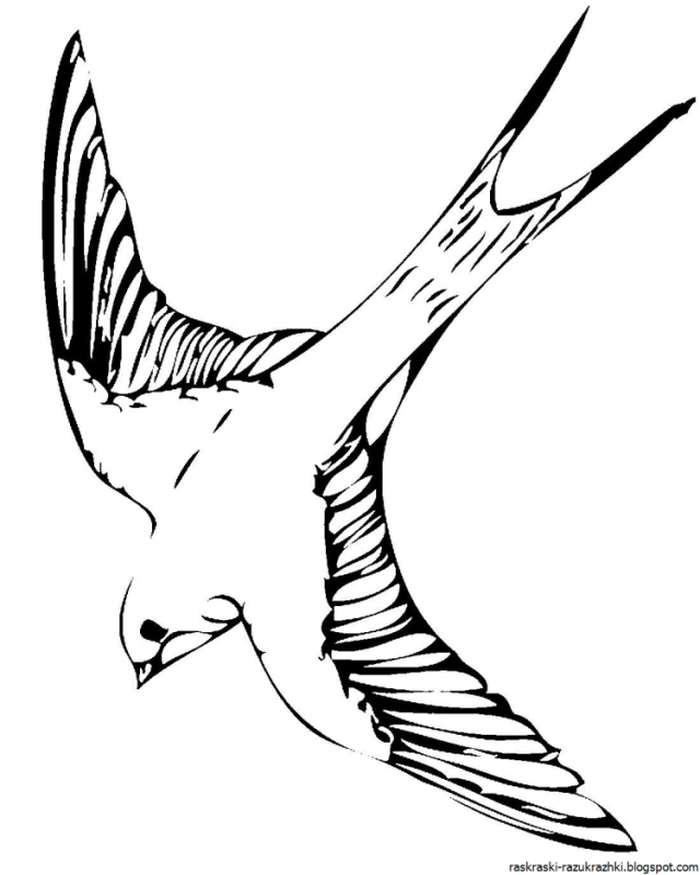 Раскраска птицы скворец