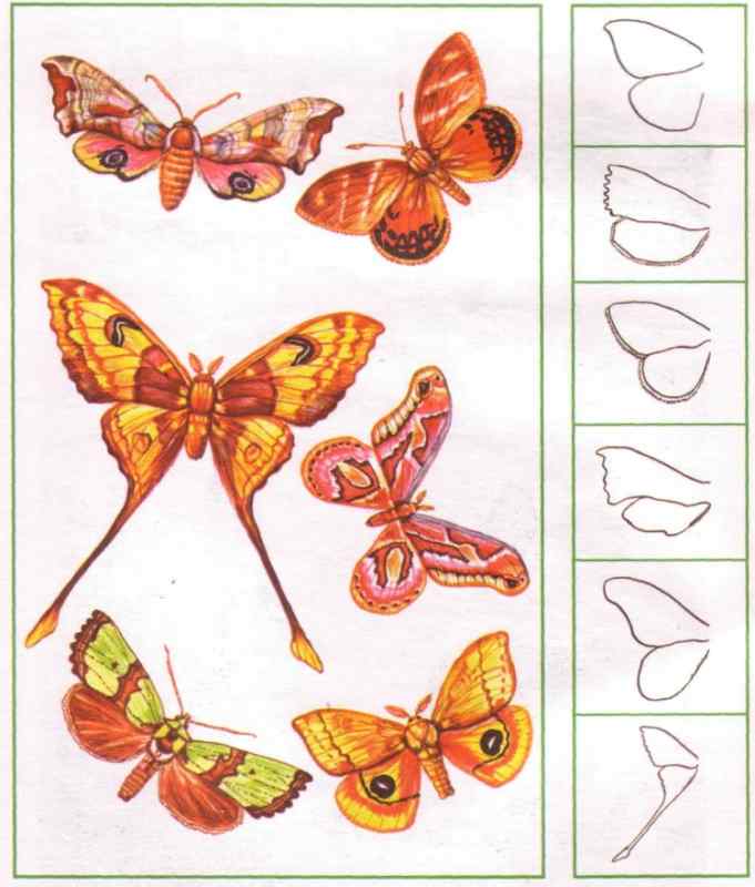 Пошаговое рисование бабочки