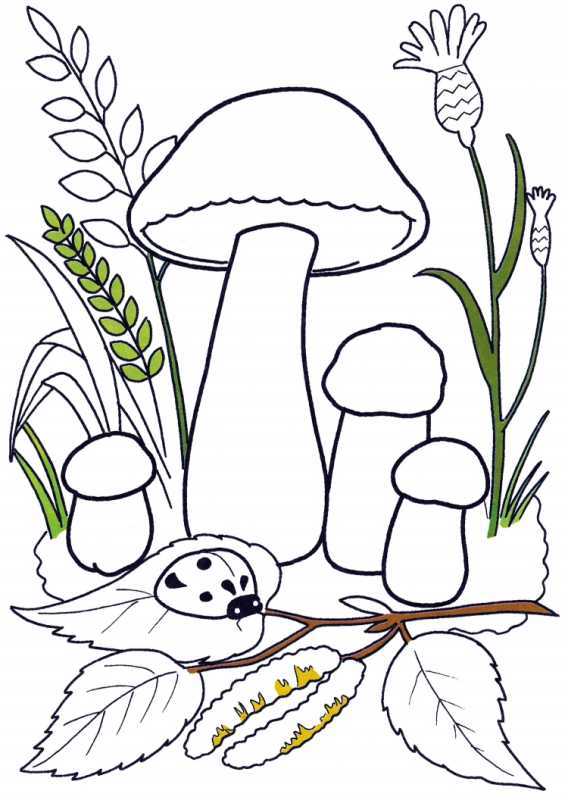 Гриб подосиновик раскраска