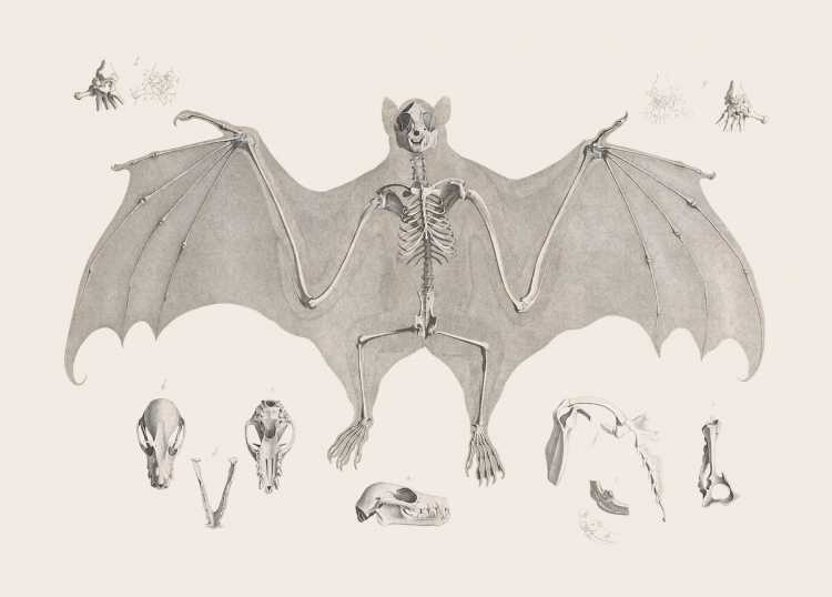 Красивые анатомические рисунки