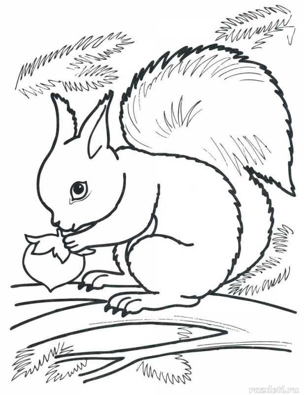 Белка с бельчатами раскраска для детей
