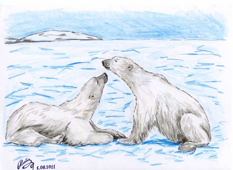 Рисование белый медведь