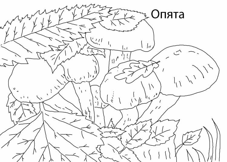 Грибы контур подосиновик