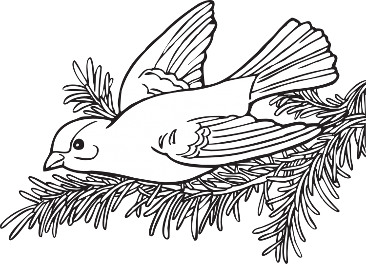 Раскраска амадин