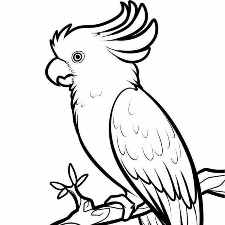 Раскраска попугай