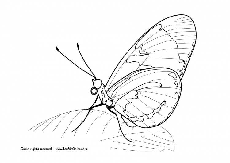 Бабочка капустница раскраска