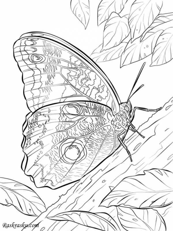 Раскраска "бабочки"