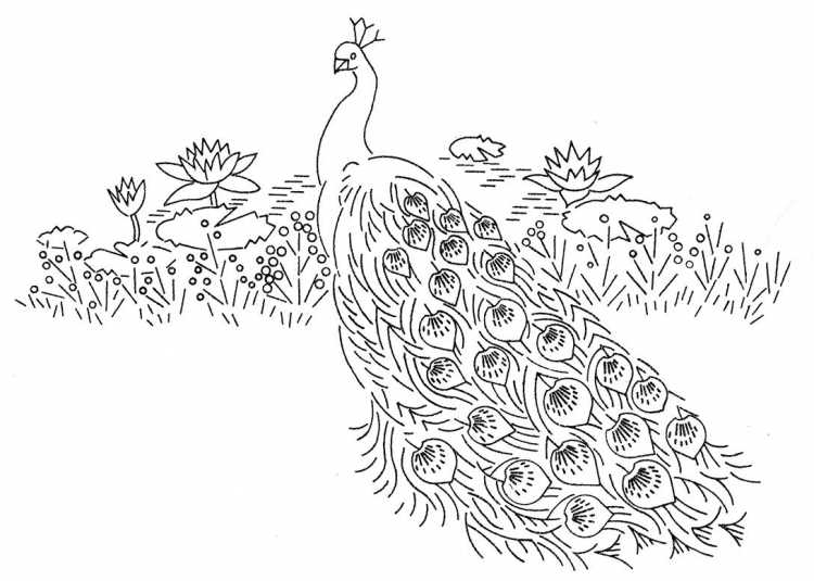 Павлин. Раскраска
