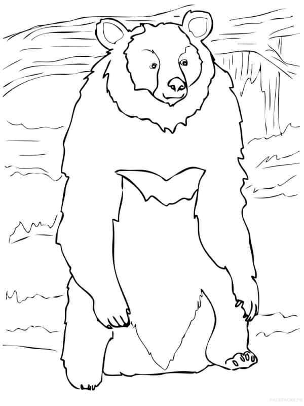 Раскраска белогрудый медведь