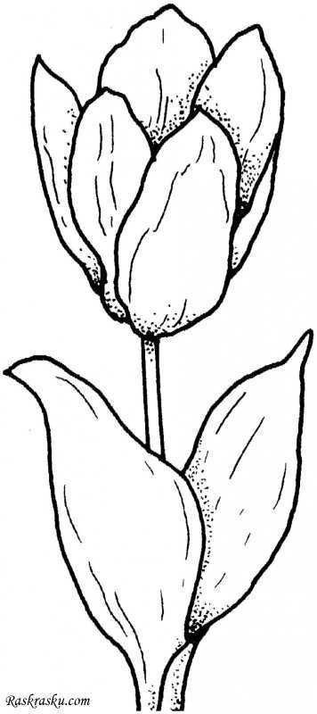Раскраски тюльпаны на окна