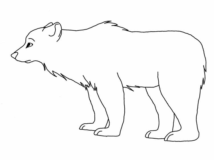 Северные медведи с малышами раскраски