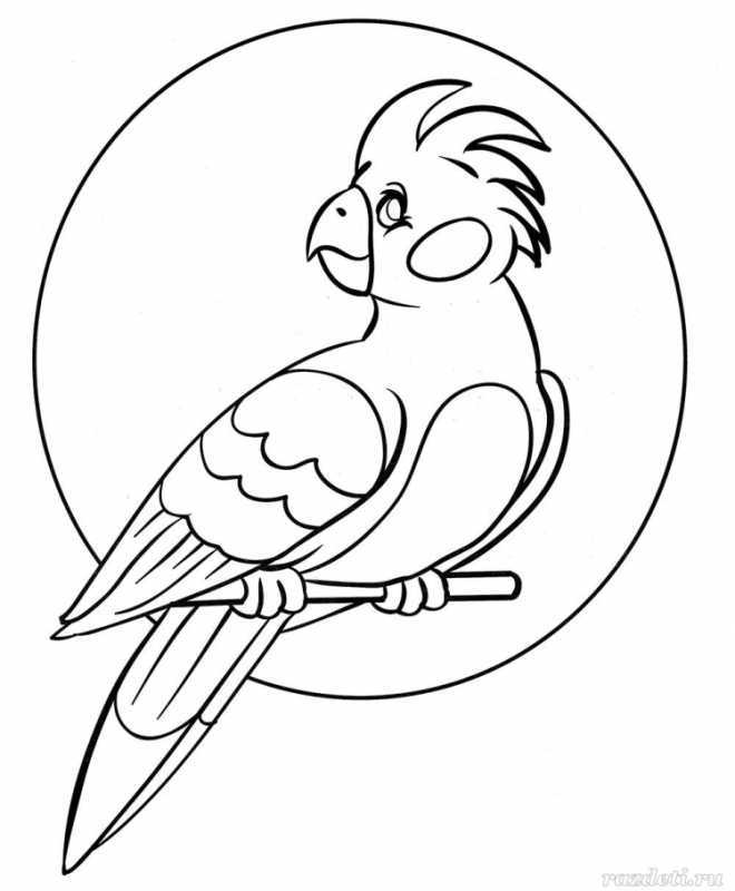 Попугай трафарет