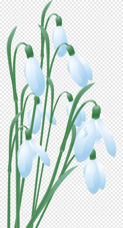 Подснежник рисунок карандашом