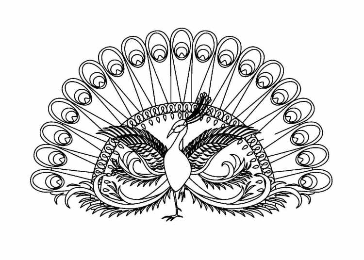 Павлин цветными карандашами