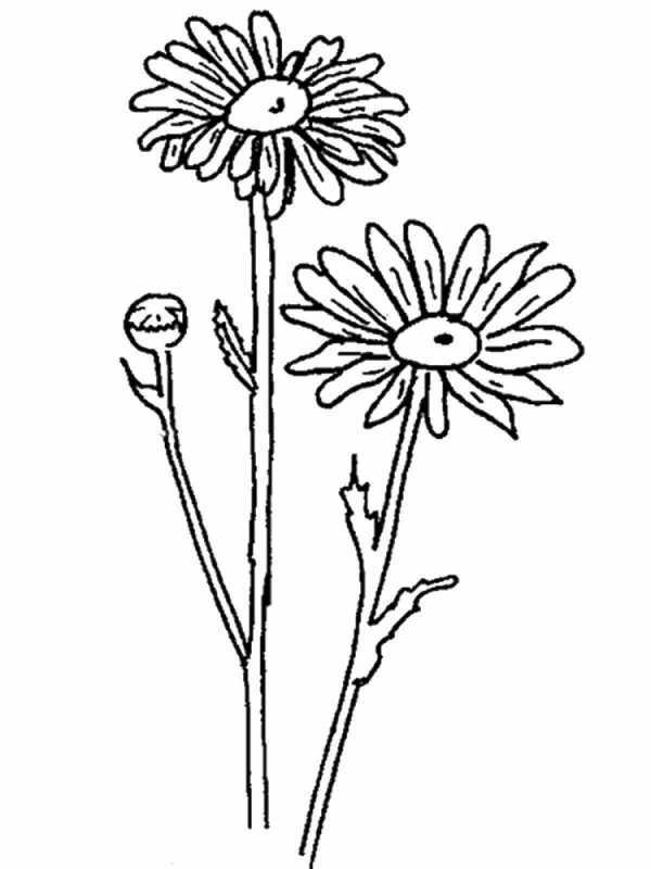 Листья одуванчика для раскрашивания