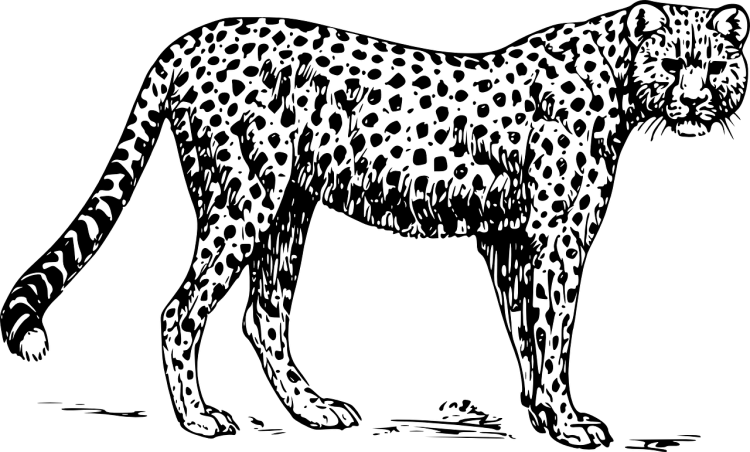 Черно белый детёныш гепарда