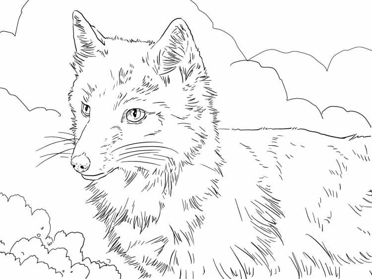 Лиса раскраска для детей