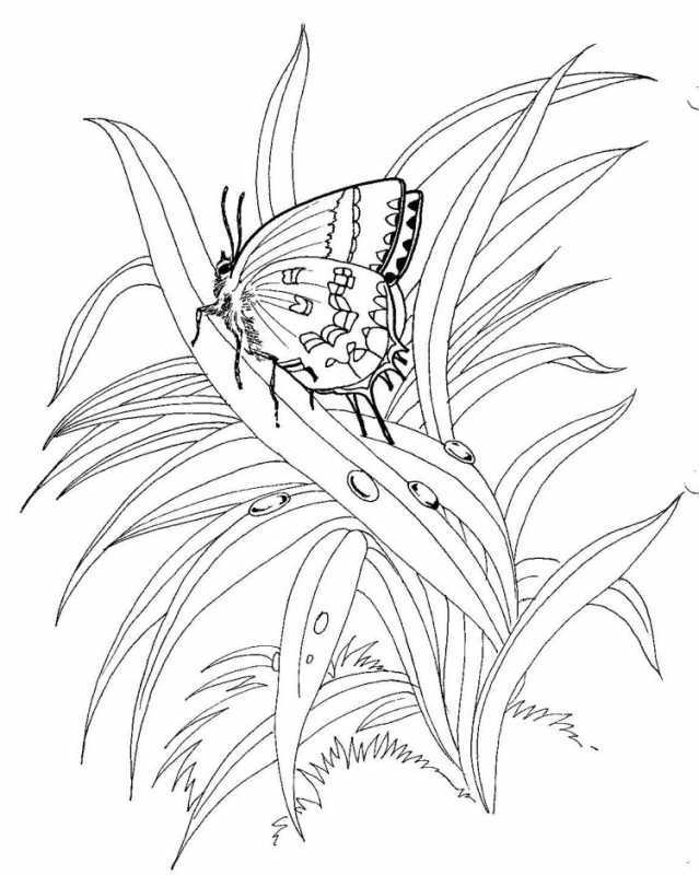 Раскраска "бабочки"