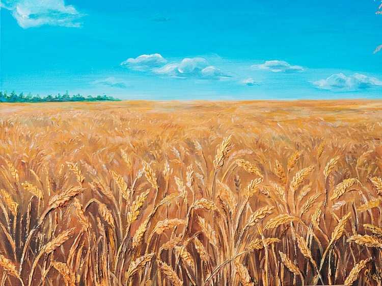 Аркадий Олейник картины пшеничное поле