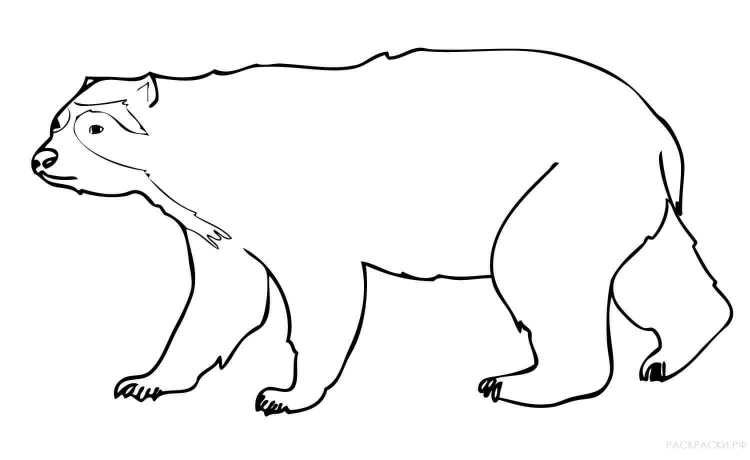 Бурый медведь раскраска для детей