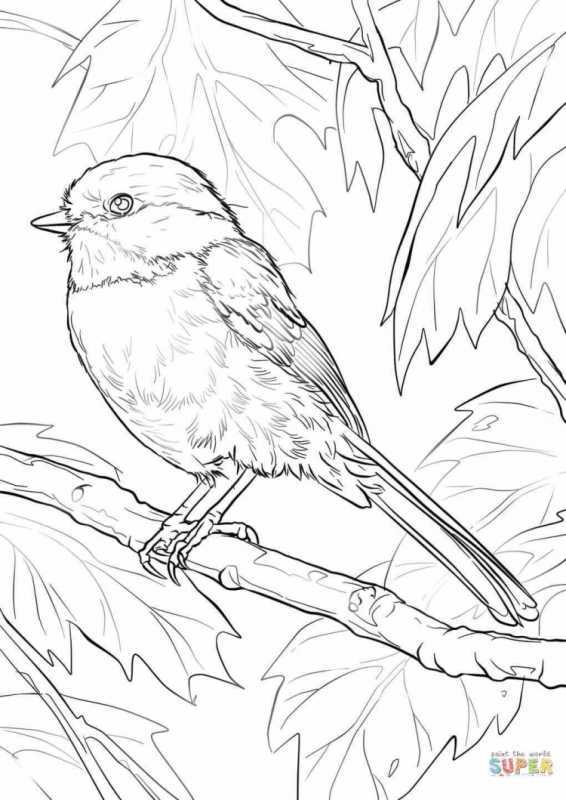 Очертание снегиря