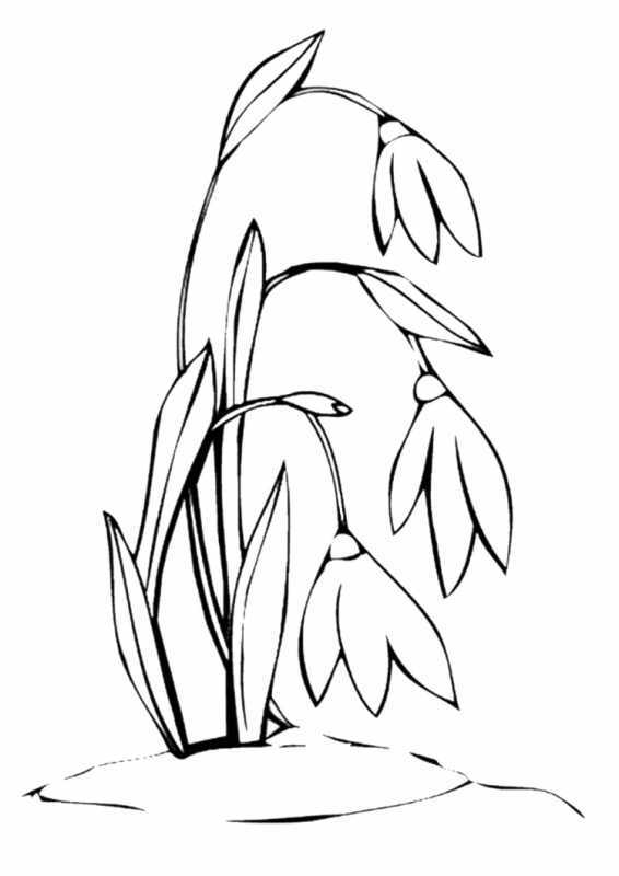 Подснежник раскраска