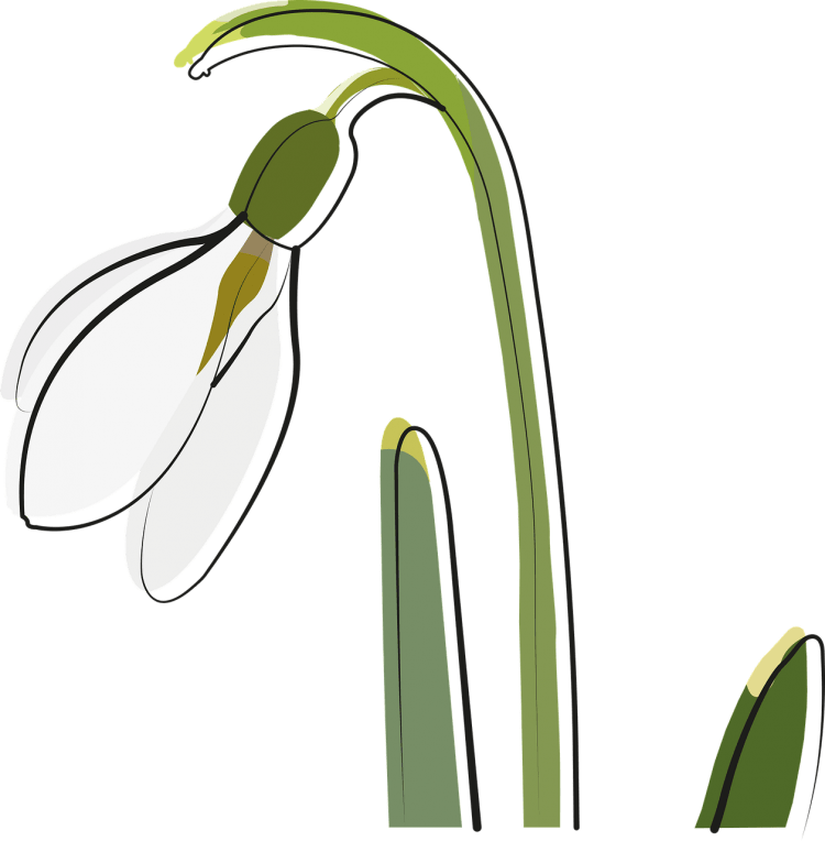 Фон для аппликации подснежники