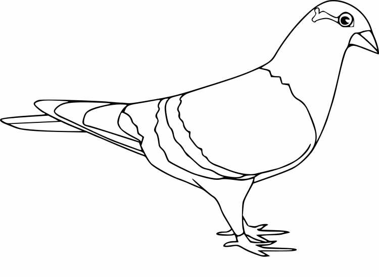 Голубь раскраска для детей