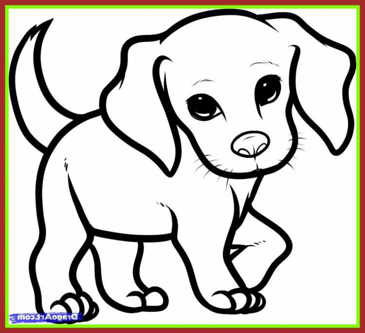 Раскраска кокер спаниель