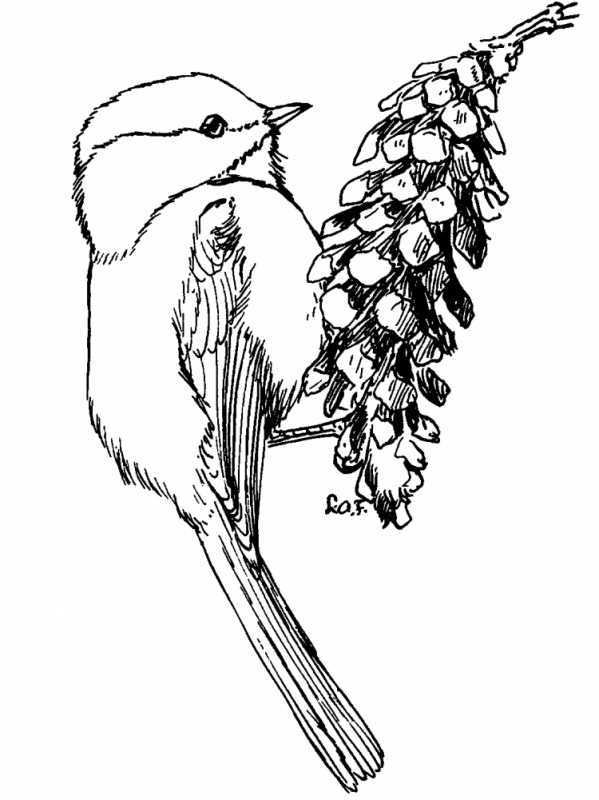 Синичка раскраска