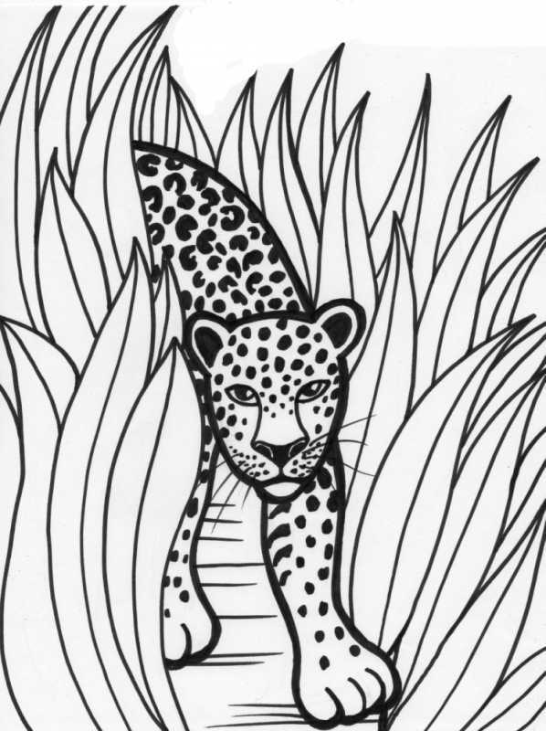 Леопард сидит рисунок
