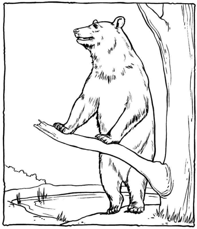 Раскраска медведь в лесу
