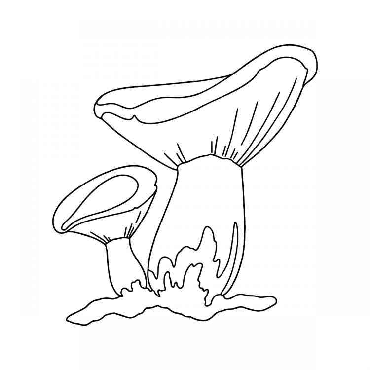 Грибы раскраска для детей