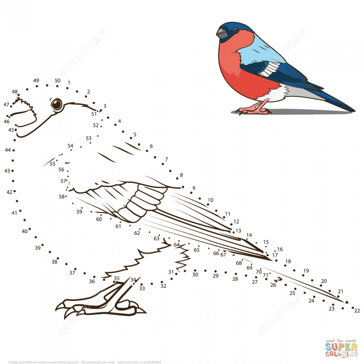 Раскраска птицы Снегирь