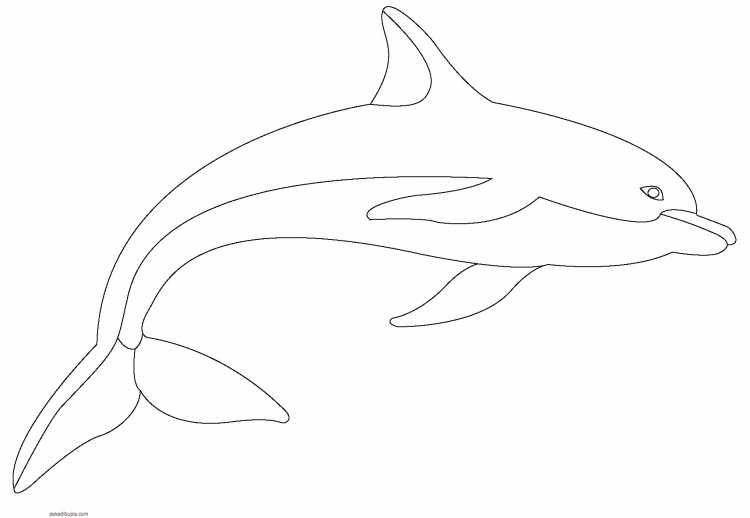 Раскраски для девочек животные дельфины