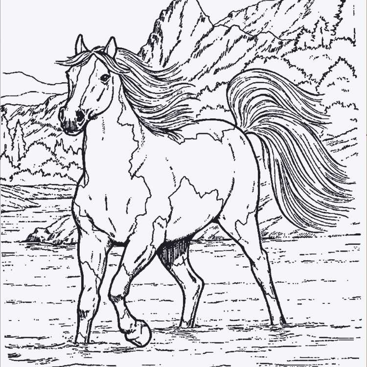 Рисунок лошади для раскрашивания
