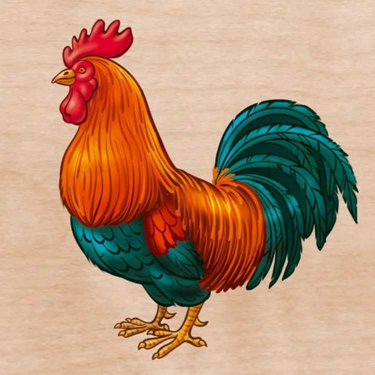 Петух рисунок