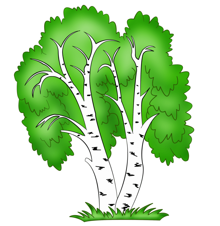 Тополь раскраска