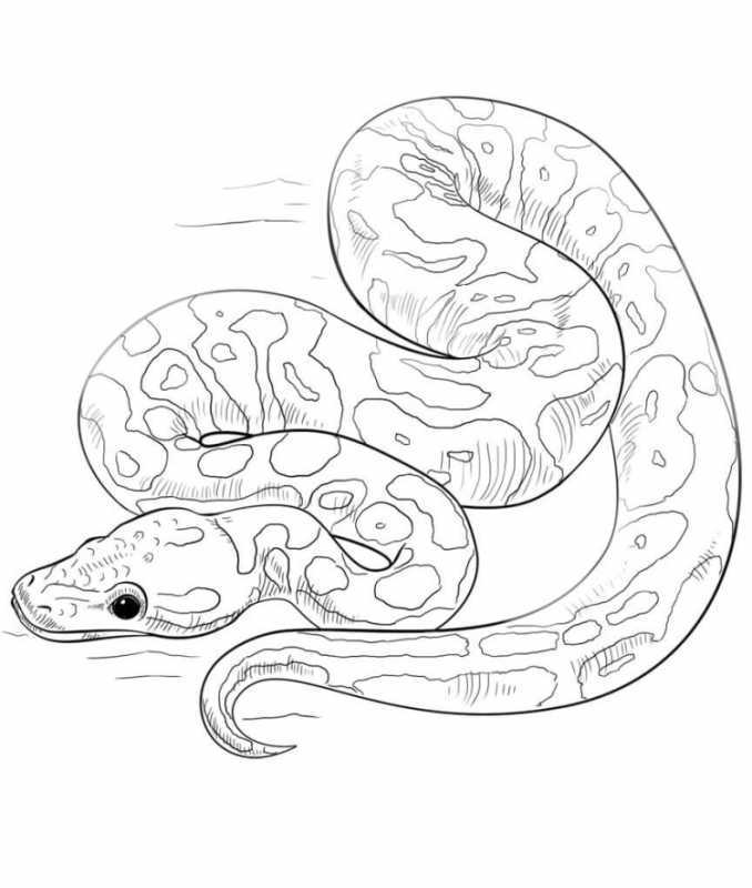 Змея раскраска для детей