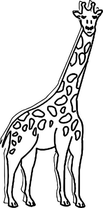 Жираф раскраска для детей