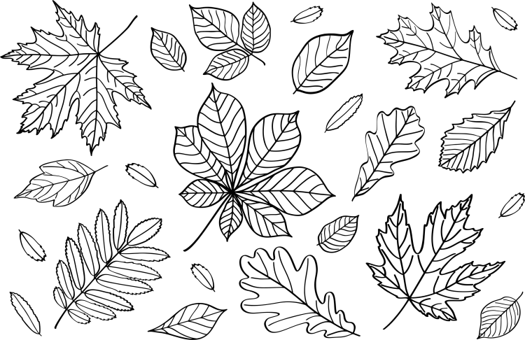 Раскраска осенние листочки для детей 5-6 лет