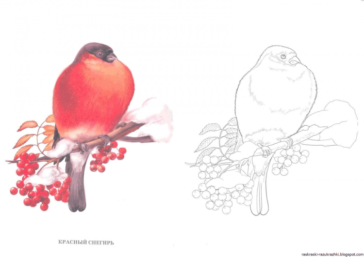 Разукрашка зимующие птицы синица